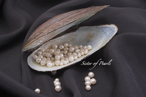Coquillage et perles de culture d'eau douce